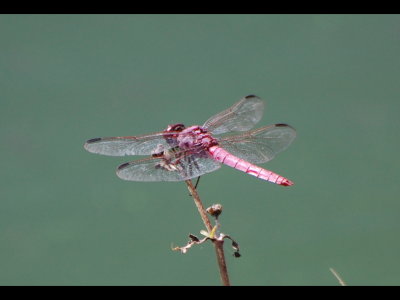 Pink dragonfly