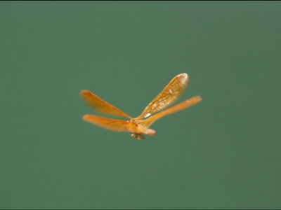 Orange dragonfly in flight