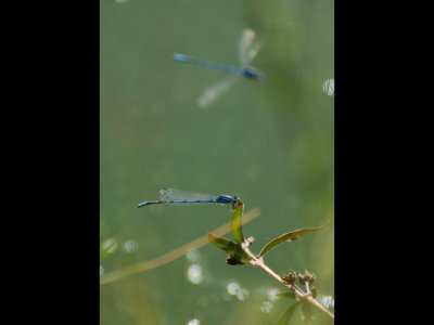 Blue damselflies