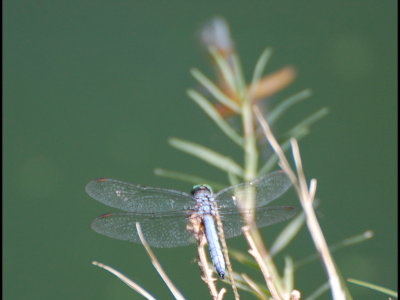 Blue dragonfly