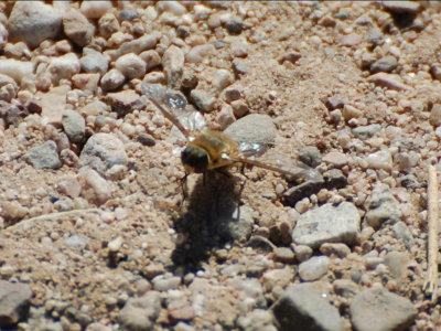 Fly on the path