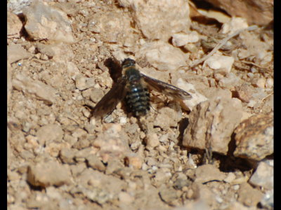 Fly on the trail