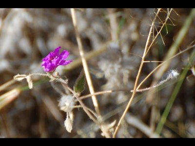 Lavender flower
