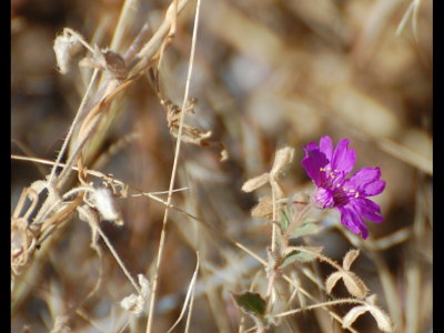 Lavender flower