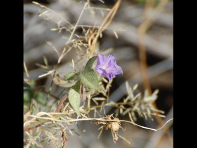 Morning glory