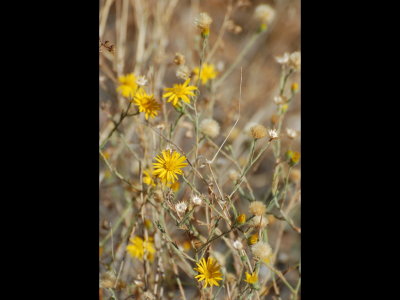 Yellow flowers