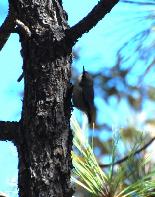 Pygmy Nuthatch on Mt Lemmon