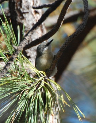 Pygmy Nuthatch