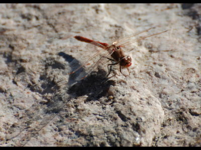 Dragonfly