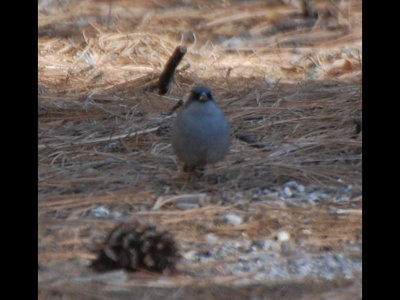 Dark-eyed Junco
Red-backed form