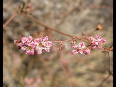 Pink flowers