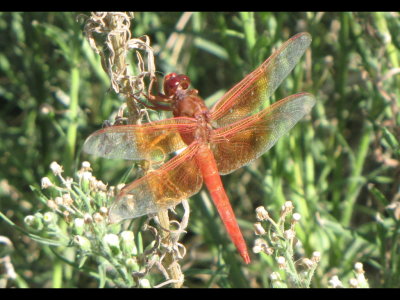 Dragonfly