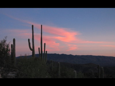 Saguaros at sunset
