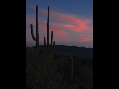 Saguaros in the sunset
