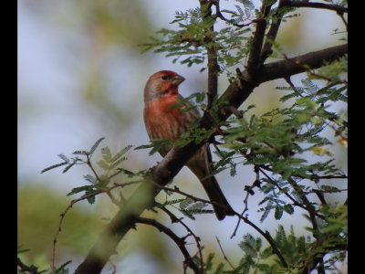 House Finch