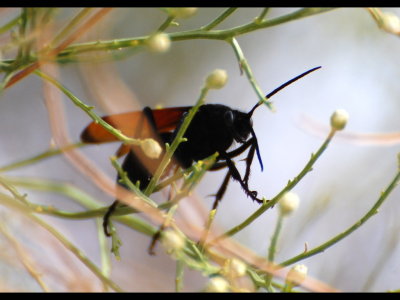 Wasp