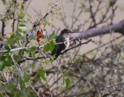 Hummingbird
