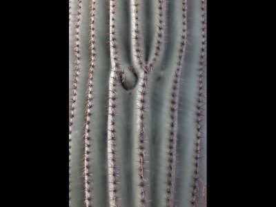 Saguaro cactus