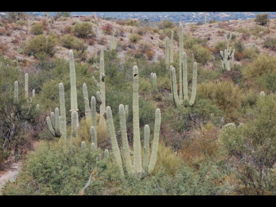 Saguaros at Saguaro National Park East
