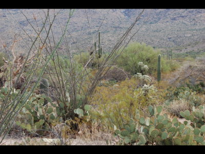 An assortment of cactus