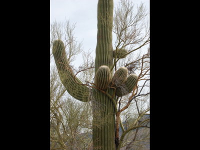 Saguaro