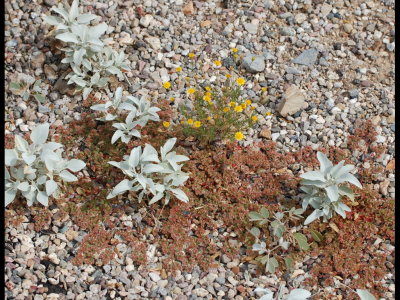 Low-growing plants