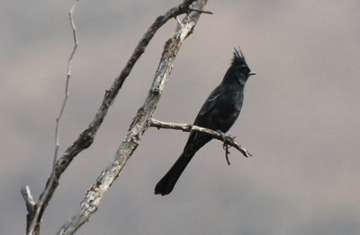 Phainopepla at Saguaro National Park East