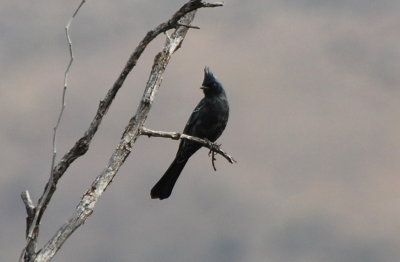 Phainopepla