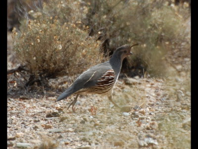 Gambel's Quail