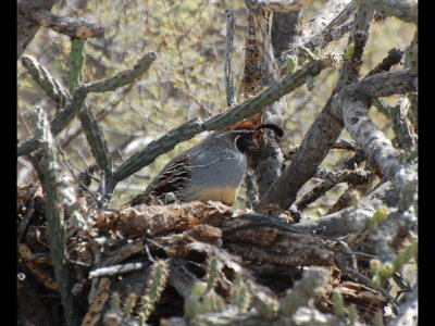 Gambel's Quail