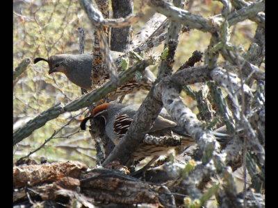 Female (background) and male (foreground) Gambel's Quail in cholla cactus