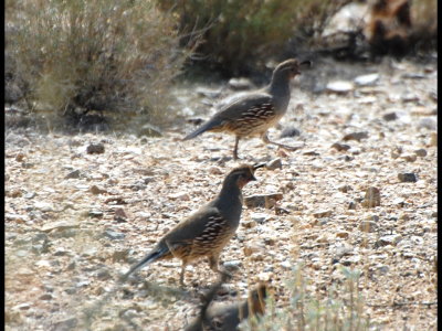Gambel's Quail