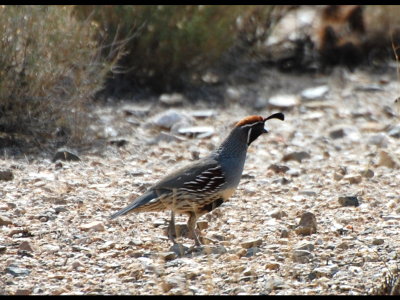 Gambel's Quail