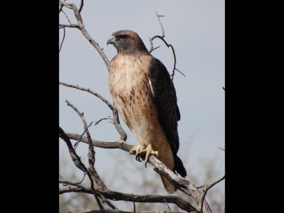 Red-tailed Hawk