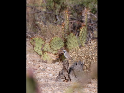 Black-throated Sparrow at Saguaro National Park East