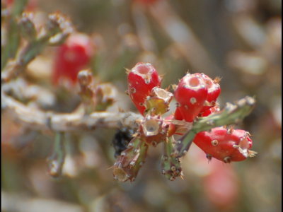 Cactus fruit