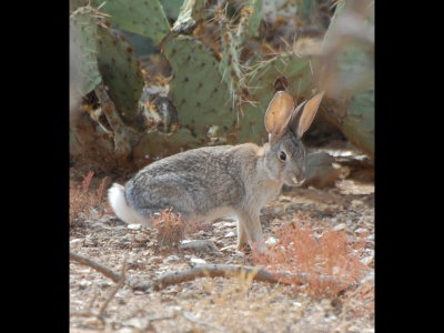 Cotton-tailed Rabbit