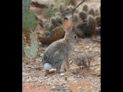 Cotton-tailed Rabbit