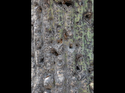 An old saguaro