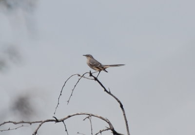 Mockingbird