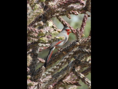 Pyrrhuloxia