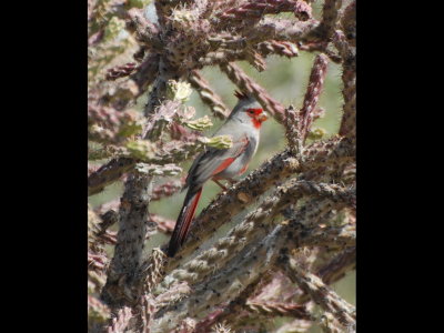 Pyrrhuloxia
