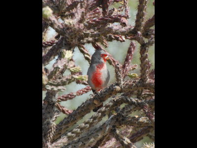 Pyrrhuloxia sitting in cactus at Saguaro National Park, Tucson, AZ