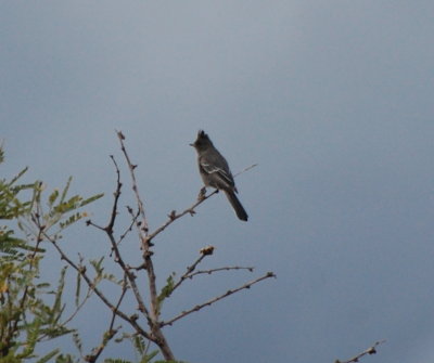 Female Phainopepla at dusk at Agua Caliente park in Tucson, AZ