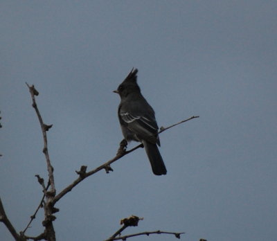 Female Phainopepla