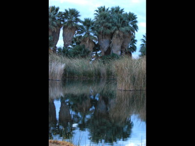 Reflections in the water at Agua Caliente