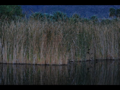 Red-winged Blackbirds among the reeds at dusk