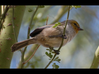 Verdin