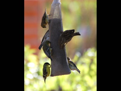 Lesser Goldfinches and other birds on a sock feeder