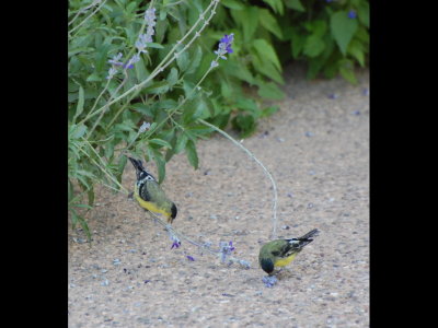 Lesser Goldfinches on flowers along the path at Tohono Chul Park, Tucson, AZ